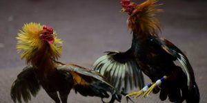 Tham Gia Trực Tiếp Đá Gà C1 Hôm Nay Như Một Dân Chuyên