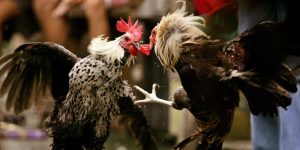 Cá Cược Đá Gà Trực Tiếp C4 Đơn Giản, Hiệu Quả Tại Ww88