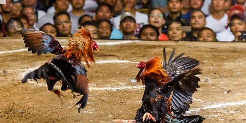 Các hình thức đá gà trực tiếp C4 phổ biến