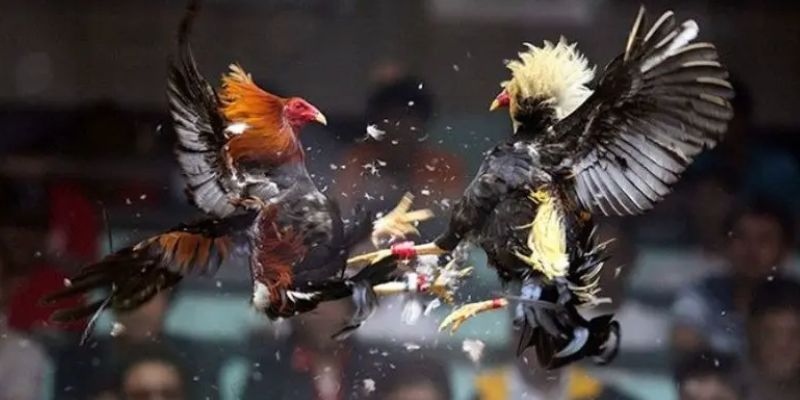 Các yếu tố tạo nên sức hút của đá gà Philippines 
